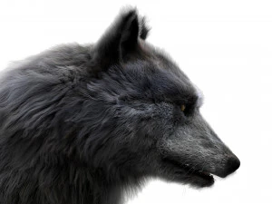 wolfanimatedrigged 3D Model