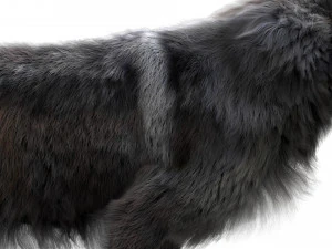 wolfanimatedrigged 3D Model