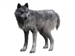 wolfanimatedrigged 3D Model
