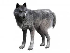 wolfanimatedrigged 3D Model