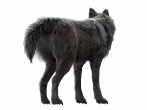 wolfanimatedrigged 3D Model