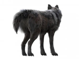 wolfanimatedrigged 3D Model