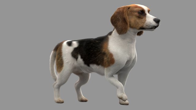 beagle fur animated rigged 3D Model .c4d .max .obj .3ds .fbx .stl .blend 