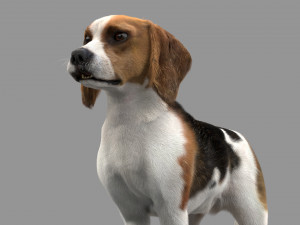 beagle fur animated rigged 3D Model