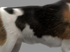 beagle fur animated rigged 3D Model