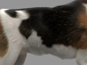 beagle fur animated rigged 3D Model