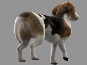 beagle fur animated rigged 3D Model