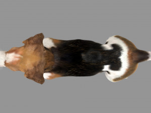 beagle fur animated rigged 3D Model