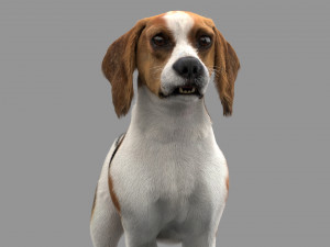 beagle fur animated rigged 3D Model