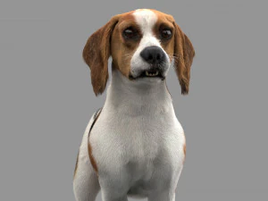 beagle fur animated rigged 3D Model