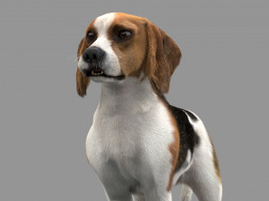 beagle fur animated rigged 3D Model