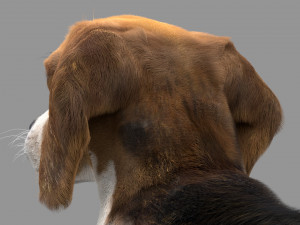 beagle fur animated rigged 3D Model