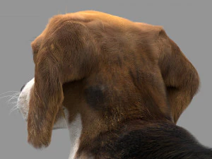 beagle fur animated rigged 3D Model