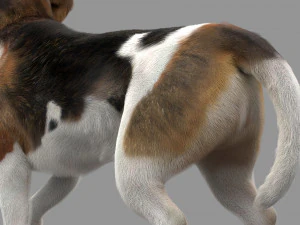 beagle fur animated rigged 3D Model