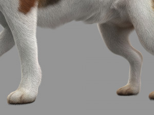 beagle fur animated rigged 3D Model