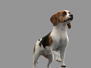 beagle fur animated rigged 3D Model