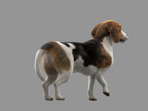beagle fur animated rigged 3D Model