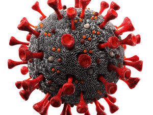 coronavirus sars-cov-2 3D 모델