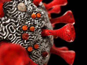 coronavirus sars-cov-2 3D Model