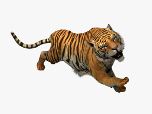 tiger white tiger bengal tiger wild life nature 3D Модель