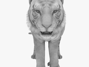 tiger white tiger bengal tiger wild life nature 3D Модель