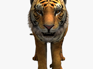 tiger white tiger bengal tiger wild life nature 3D Модель