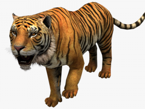 tiger white tiger bengal tiger wild life nature 3D Модель