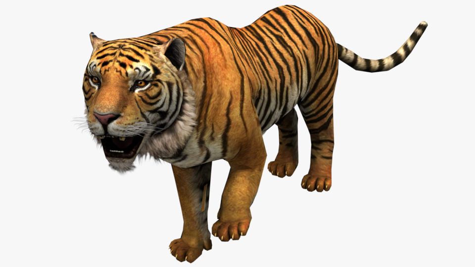 tiger white tiger bengal tiger wild life nature Low-poly 3D Model