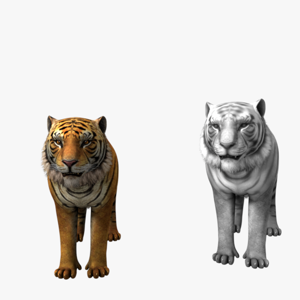 tiger white tiger bengal tiger wild life nature Low-poly 3D Model