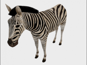 zebra low poly rigged animal mammal Modelo 3D