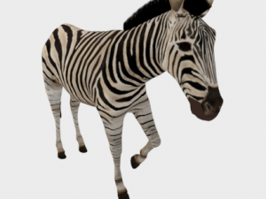 zebra low poly rigged animal mammal Modelo 3D
