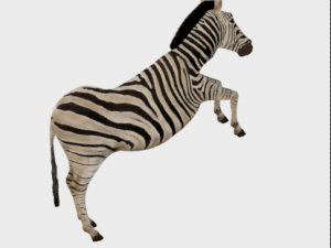 zebra low poly rigged animal mammal Modelo 3D