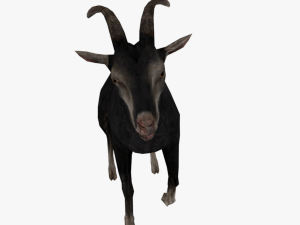 low poly rigged back goat sheep Model 3D