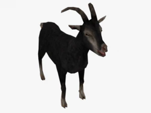 low poly rigged back goat sheep 3D Model
