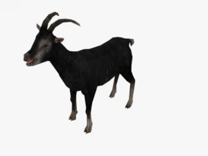 low poly rigged back goat sheep 3D Model