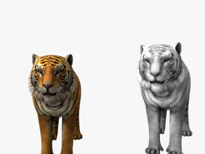 low poly rigged collection tiger white tiger panther black panther tigra pantera lion predator pack 3D Model