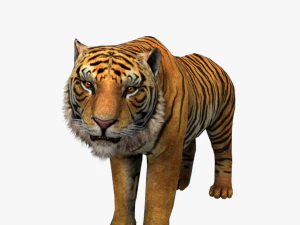 low poly rigged collection tiger white tiger panther black panther tigra pantera lion predator pack 3D Model