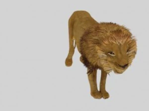 low poly rigged collection tiger white tiger panther black panther tigra pantera lion predator pack 3D Model