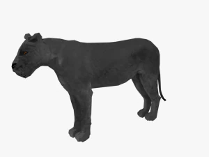 low poly rigged collection tiger white tiger panther black panther tigra pantera lion predator pack 3D Model