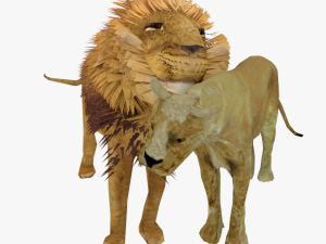 rigged lion lioness family low poly couples male lion female lion 3D Model