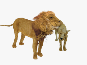 rigged lion lioness family low poly couples male lion female lion 3Dモデル