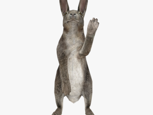bunny rabbit low poly rigged game ready 3D Model
