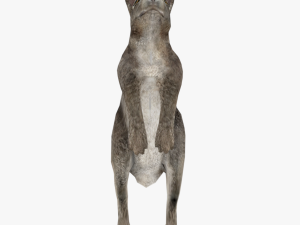 bunny rabbit low poly rigged game ready Model 3D