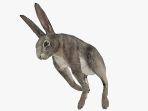 bunny rabbit low poly rigged game ready 3D Model
