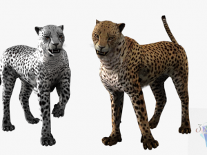 rigged low poly leopard cheetah snow leopard white leopard animal 3D Model