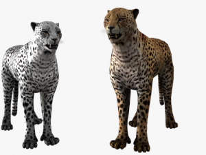 rigged low poly leopard cheetah snow leopard white leopard animal 3D Model