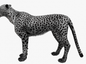 rigged low poly leopard cheetah snow leopard white leopard animal 3D Model