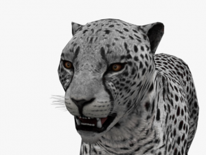 rigged low poly leopard cheetah snow leopard white leopard animal 3D Model