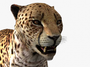 rigged low poly leopard cheetah snow leopard white leopard animal 3D Model