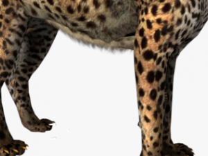 rigged low poly leopard cheetah snow leopard white leopard animal 3D Model